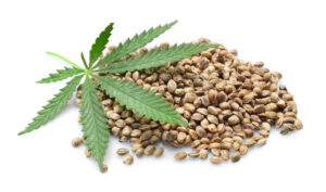 SEEDMASTERS Cannabis Seeds