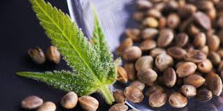 SEEDMASTERS Cannabis Seeds